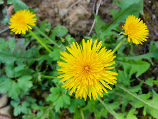Beautiful flowers of yellow dandelions close-up directly above in nature.