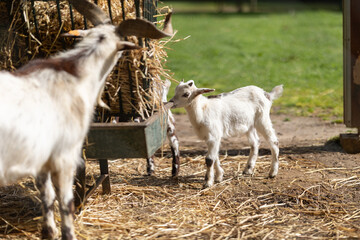 White goat kid eating hay from feeder