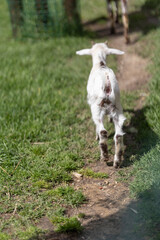 Fototapeta premium Young white goat walking away on a farm path