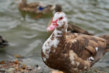 Muscovy duck seen up close, showcasing its distinctive feather patterns and vibrant red facial skin. The duck stands near water with other ducks swimming in the background.

