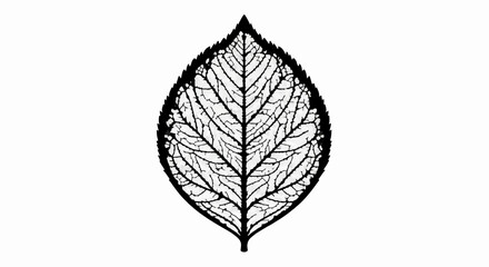 Intricate skeleton of a leaf with detailed veins against a white background