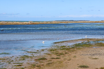 seagulls in sea at low tide in bayside Melbourne suburb of Altona