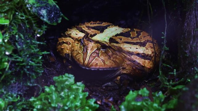 Ceratophrys cornuta. A massive, camouflage Surinam Horned Frog rests in its ambush predator position on the forest floor, displaying its spiky projections and mottled camouflage pattern