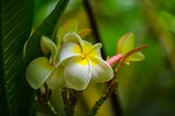Beautiful white frangipani flowers closeup
