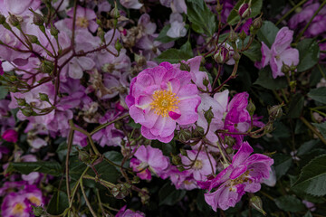 Rose Flowers in Portland Oregon