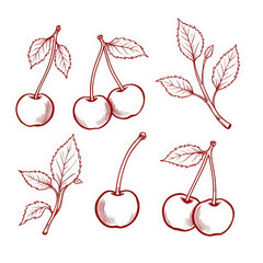 vector illustration of cherry
