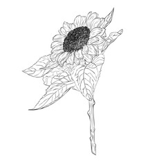 Gorgeous open sunflower with large petals and leaves. Graphic line art hand drawn ink black and white illustration vector. Isolated object flower.For the design of postcards, posters, stickers, prints