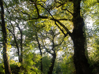 Monte Tuscolo, in provincia di Roma