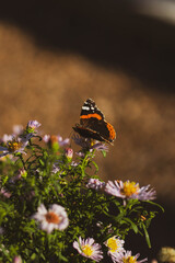 A Red Admiral butterfly (Vanessa atalanta) rests in profile on a cluster of small, pale purple and yellow aster flowers. The butterfly's wings, featuring striking black, orange, and white markings.