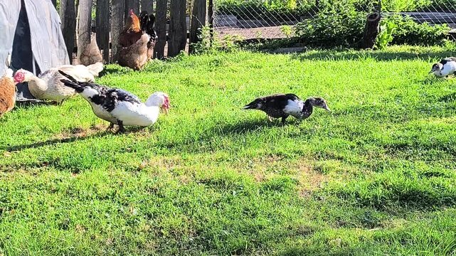 Young Loman Brown chickens in the pen eating food and pecking 