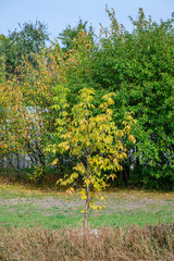 Fototapeta premium Vibrant Young Tree in Autumn Garden