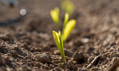 Young Green Sprouts Emerging from Rich Soil in an Agricultural Field on a Sunny Day