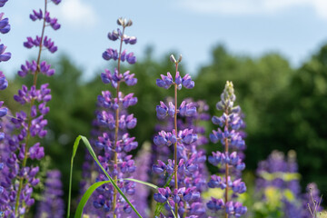 Obraz premium Vibrant purple lupine flowers blooming under clear sky in a sunlit meadow with blurred green foliage
