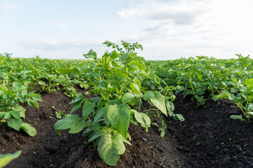 Young potato plants growing in fertile dark soil rows under cloudy sky in agricultural field