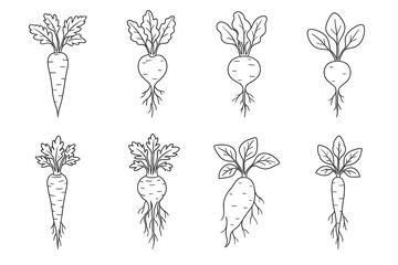 Collection of eight carrot and radish line drawings with distinct leaf patterns