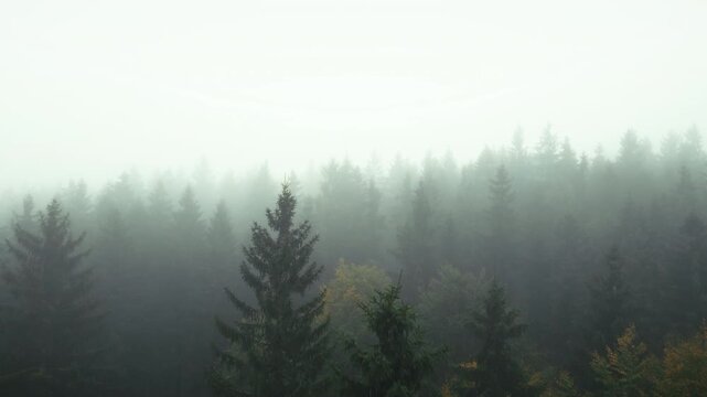 Mystischer Wald im Nebel im Herbst