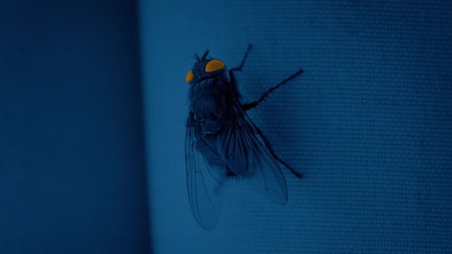 Fly Lands On Curtain With Glowing Eyes
