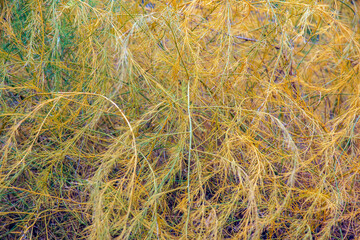 A close-up view of parasitic plant's cuscuta, or tali-putri. Golden-yellow threadlike tendrils intertwine and cover host plant, creating intricate and unique patterns and structures.