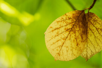 Golden Autumn Leaves with Light and Fresh Green Background