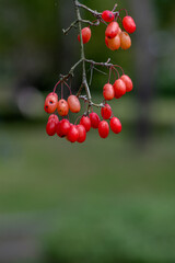 Cluster of Red Autumn Berries Hanging from Thin Branch in Soft Green Background