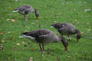 Weidende Graug&auml;nse auf Rasen