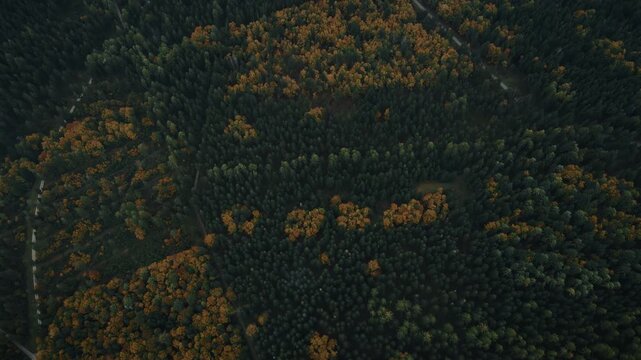 Flug &uuml;ber Herbstwald