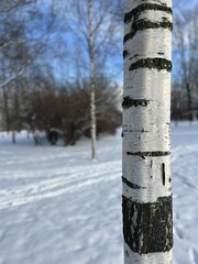 Birch tree (betula) trunk, bark texture on snow sunny day background, black and white pattern. Types of trees, botanical species concept. Flora during seasons