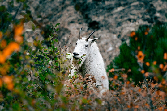 Mountain goat eating in the south dakota mountains in autumn, custer state park