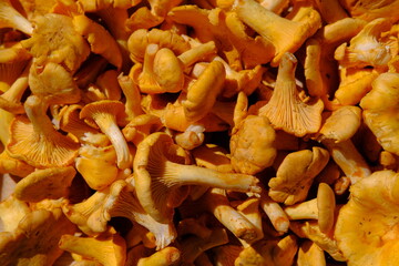 Pile of fresh raw chanterelle mushrooms, sunny background. Foraging season, summer and autumn or fall. Vegan and vegetarian ingredient. Restaurant menu, dishes with chanterelles. Local markets