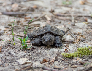 Common Snapping Turtle (Chelydra serpentina) — North American Freshwater Reptile