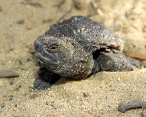 Common Snapping Turtle (Chelydra serpentina) — North American Freshwater Reptile