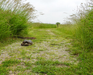 Common Snapping Turtle (Chelydra serpentina) — North American Freshwater Reptile