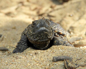 Common Snapping Turtle (Chelydra serpentina) — North American Freshwater Reptile