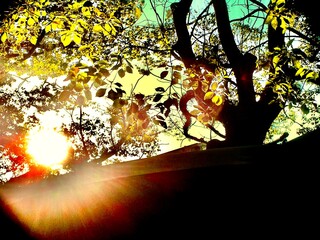 夕陽と木漏れ日のシルエット