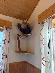 Stuffed bird on a perch in Norway 