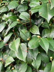 山茶花の蕾のアップ