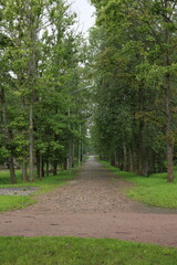 A Serene Pathway, Meandering Through Lush and Vibrant Green Trees, Awaits You Today