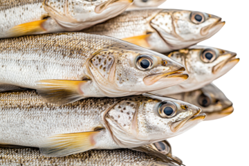 Silver fish pile; scales gleam, yellowish fins, dark eyes looking left