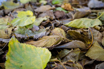 autumn leaves on the ground