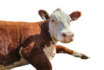 Brown white cow resting on transparent background