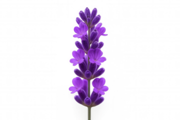 Vibrant purple blooms and budding lavender flower spike for aromatherapy and botanical use, isolated on a clear background