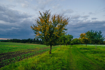 Obraz premium Lone autumn tree with golden yellow leaves standing by a green path in a rural field under a dramatic sky with heavy clouds at sunset.
