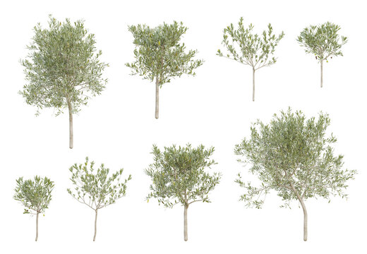 3d set olea europaea small trees in different view on transparent background