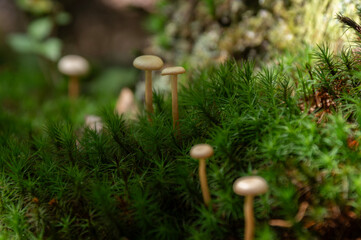 苔の森に佇む小さなスギゴケとキノコ