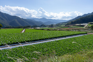 初秋の青空と広がる長野県川上村のレタス畑と高原野菜