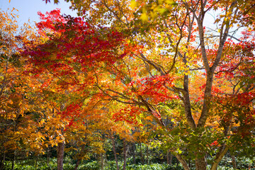 紅葉