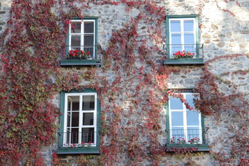 Outdoor and old wall with ivy and climbing plants in the old Quebec city. Architecture in old Quebec. Facade and plants with old windows. Outdoor design in an old house.