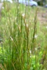 Broomsedge bluestem (Andropogon virginicus). Poaceae. In autumn, the spikelets produce numerous fluffs and the seeds are dispersed by the wind. Used as a material for plant dyes.