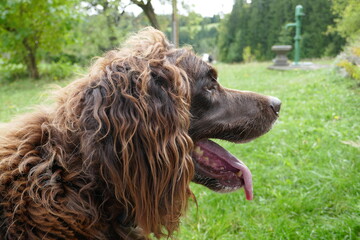 M&uuml;nsterl&auml;nder . Jagdhund . Hunting dog 