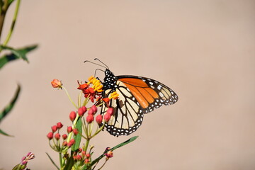 Monarch butterfly clinging to the flowers of a tropical milkweed pl\ant